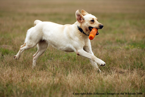 Yellow Labrador Retriever in field