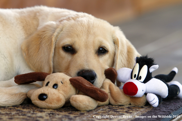 Yellow Labrador Retriever Puppy with toy