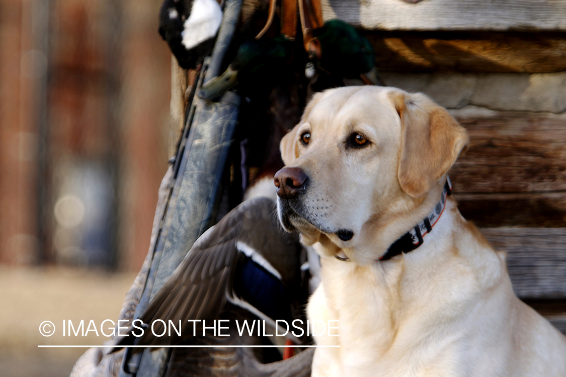 Yellow Labrador Retrievers with bagged mallards.