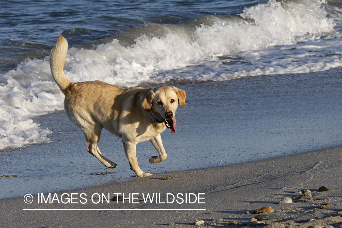 Yellow lab playing in the ocean.