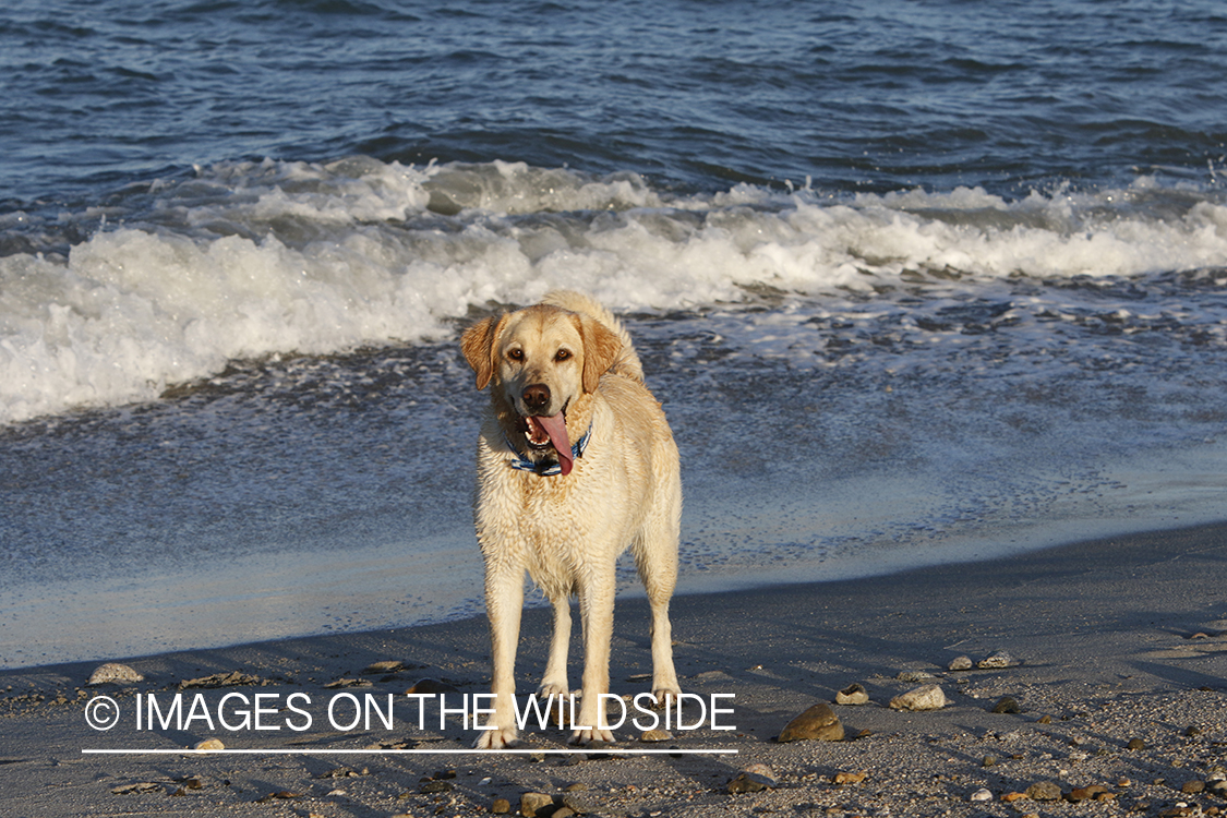 Yellow lab in front of ocean.