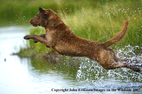 Chesapeake Bay Retriever in field