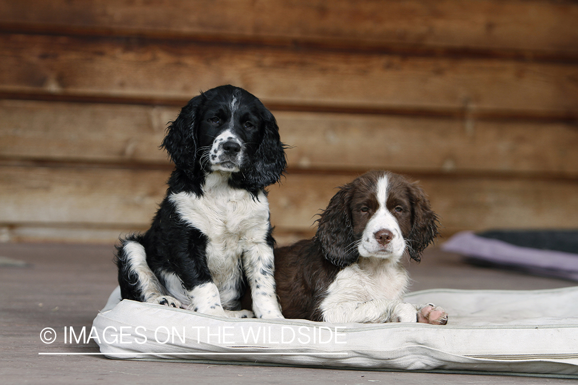 English Springer Spaniel puppies laying down on dog bed. 