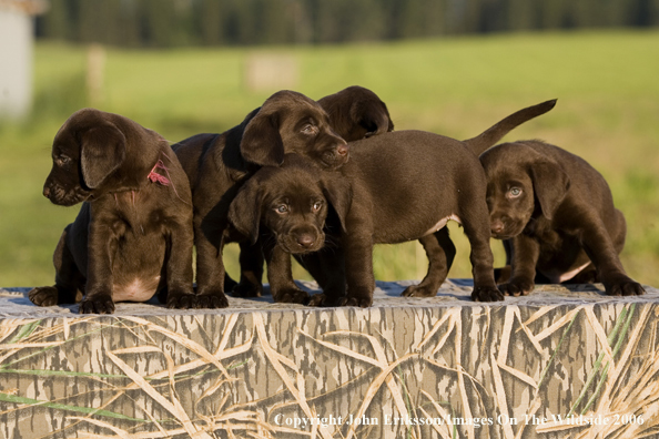 Chocolate Labrador Retriever puppies.