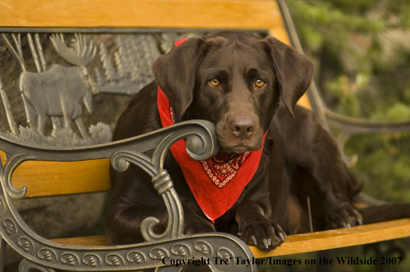 Chocolate labrador lounging.