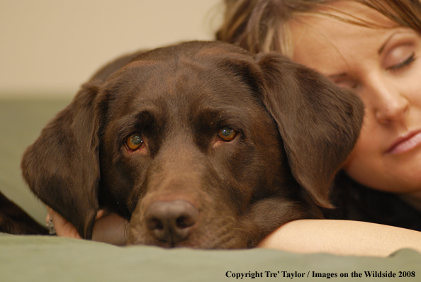 Chocolate Labrador Retriever