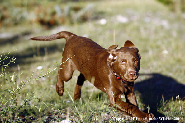 Chocolate lab puppy.