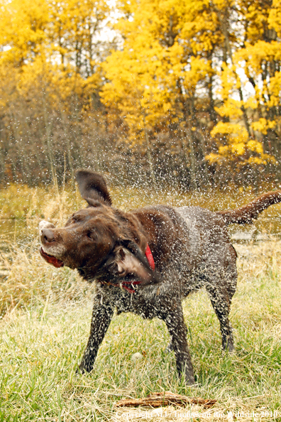 Chocolate Labrador Retriever