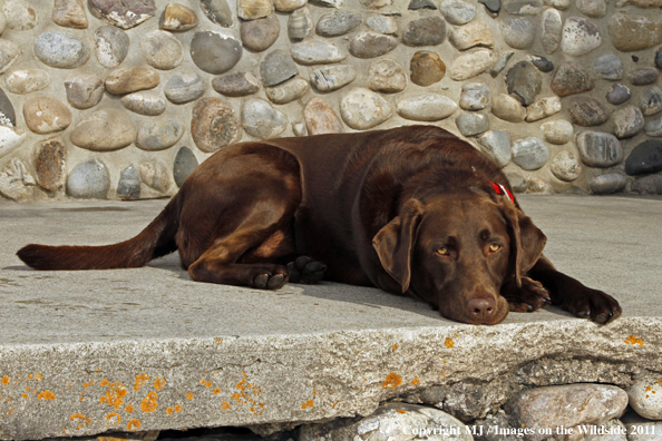 Chocolate Labrador Retriever.