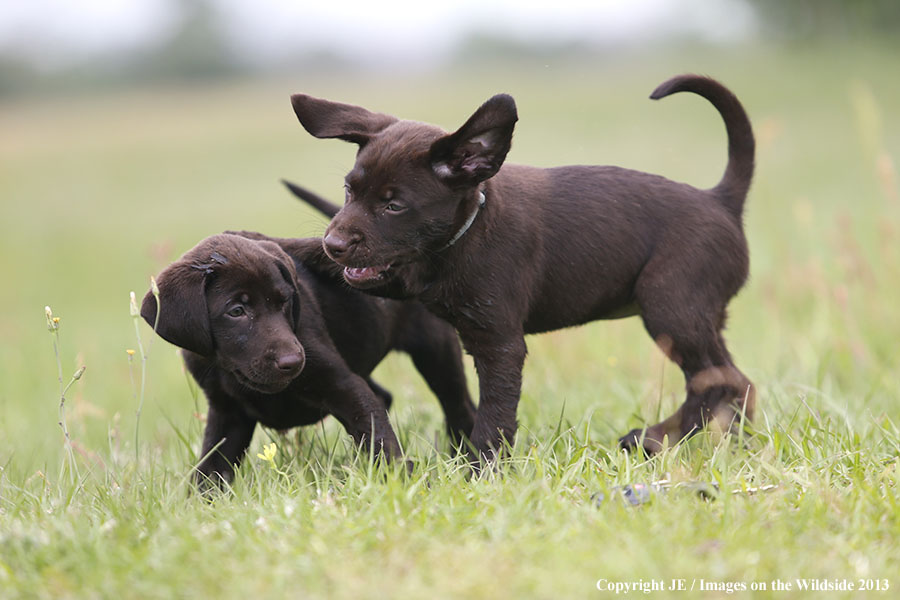 Chocolate Labrador Retriever puppies playing. 