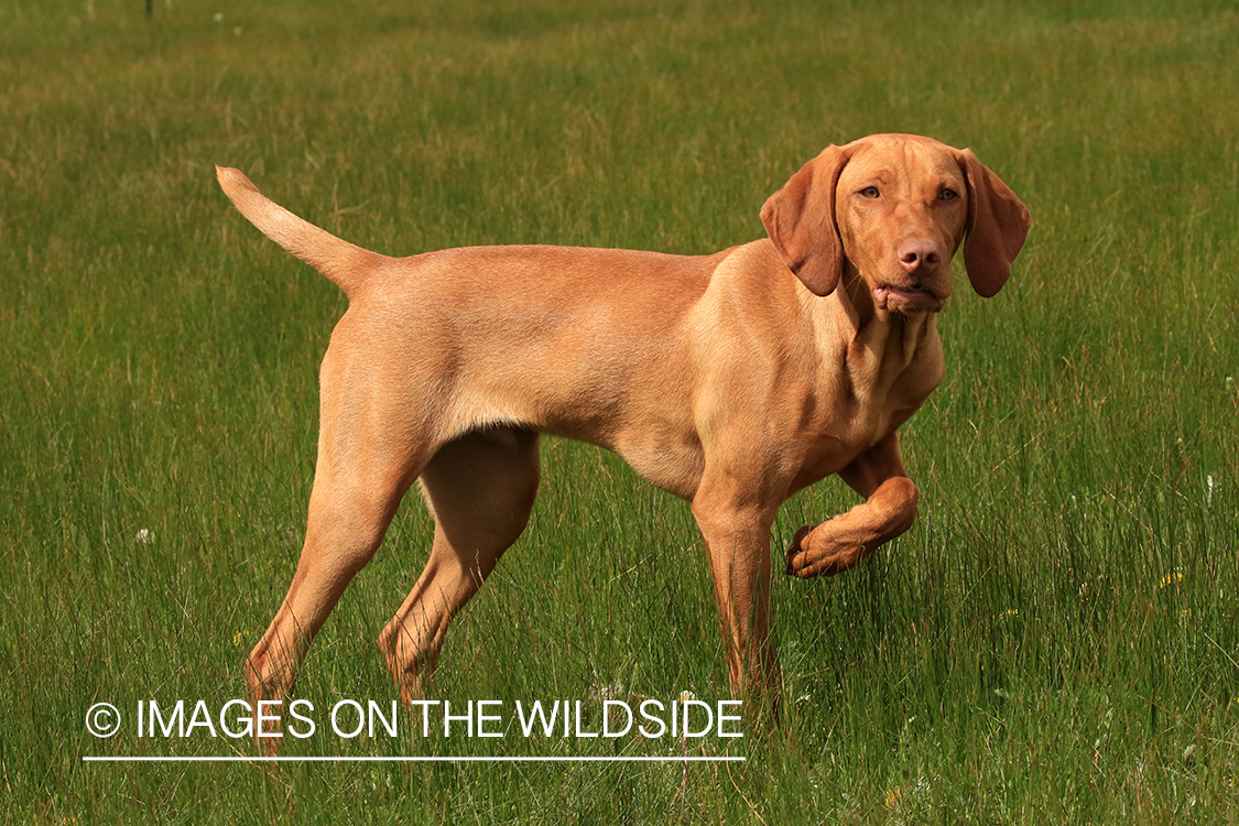 Vizsla in field.