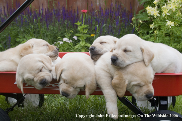 Yellow Labrador Retriever puppies.