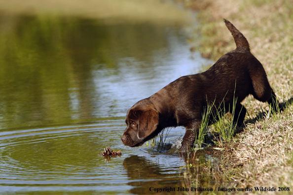 Chocolate Labrador Retriever puppy in field