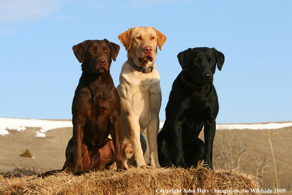 Multi-colored labrador retrievers