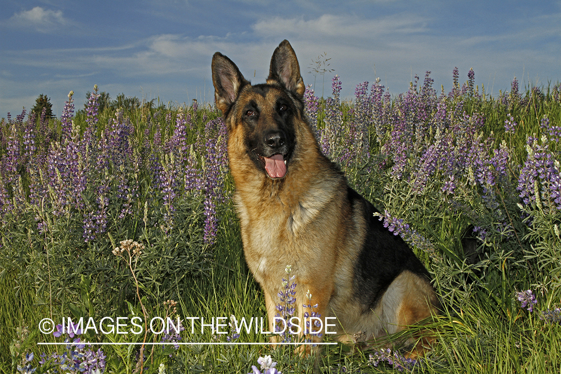 German Shepherd