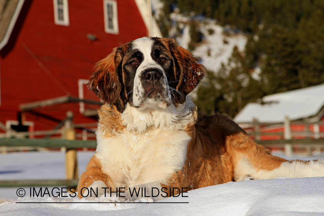 St. Bernard in field.