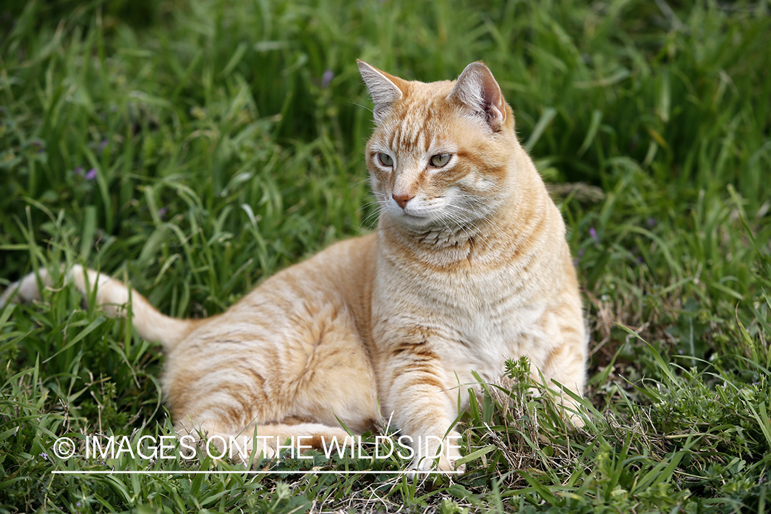 House cat in backyard.