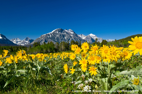 Red Eagle Mountain in Glacier National Park 