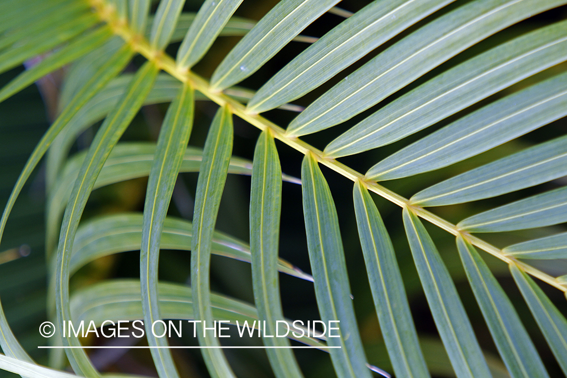 Jungle vegetation close-up.