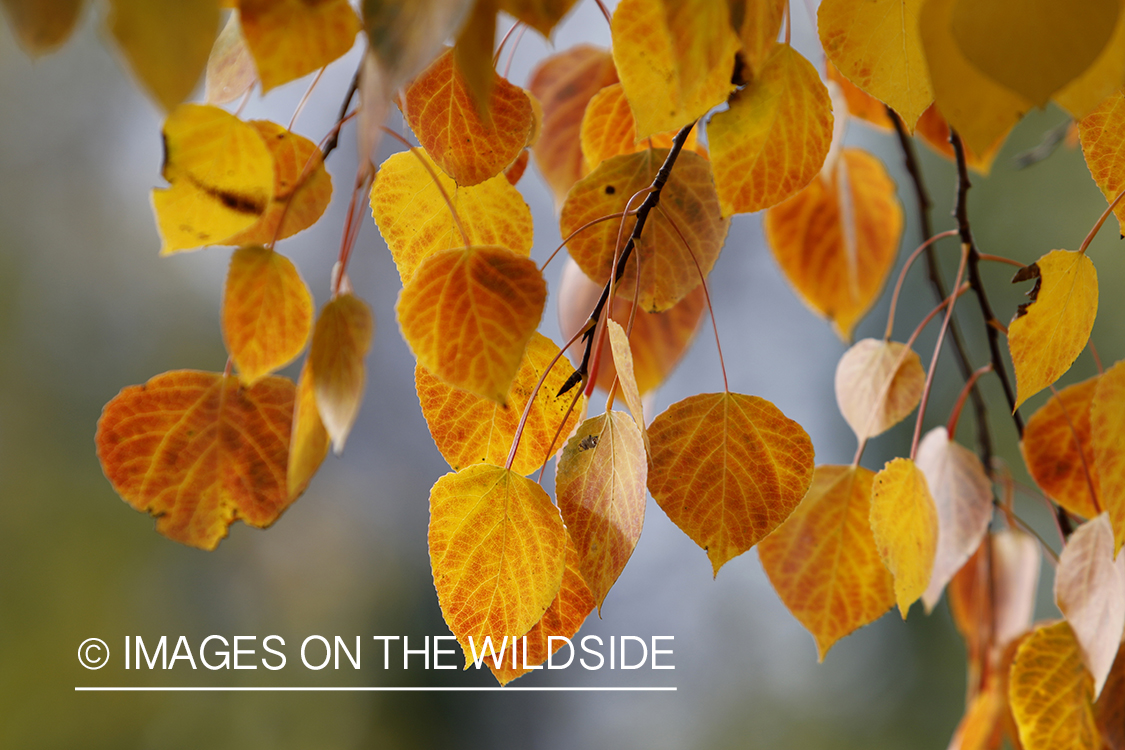 Aspen leaves on tree in autumn.