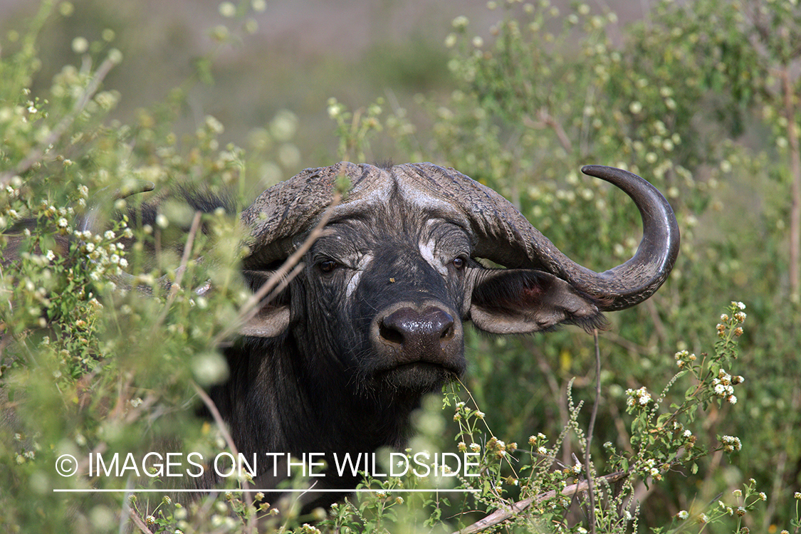 Cape buffalo in habitat.