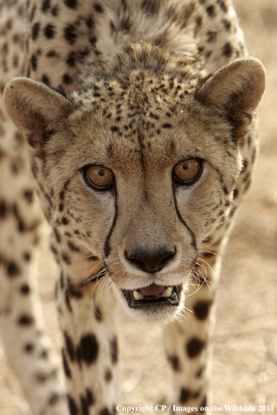 Cheetah in habitat. 