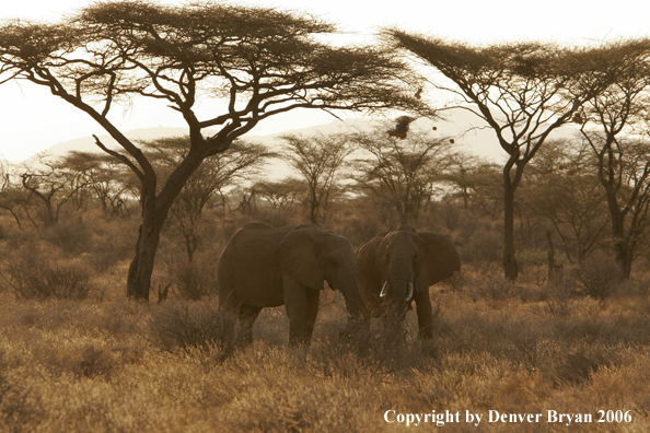 African Elephants