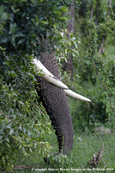 African Bull Elephant 