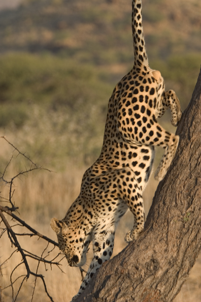 Leopard in tree. Africa