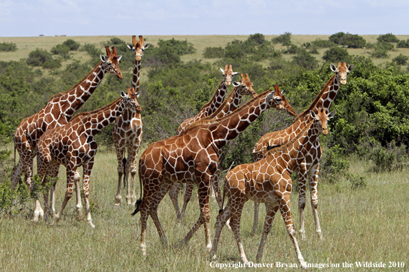 Reticulated Giraffe 