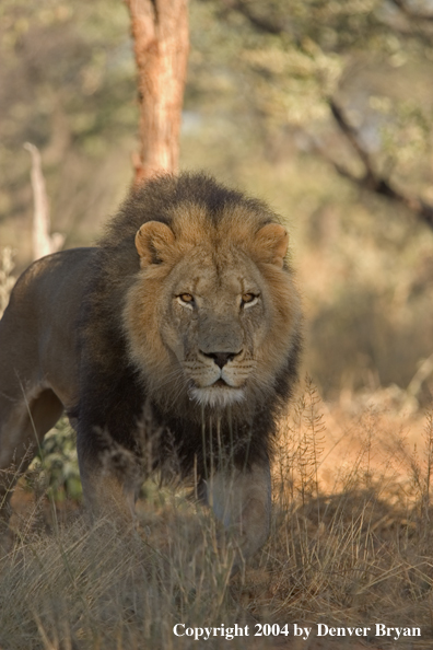 Male African lion in habitat. Africa