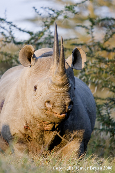 Black rhino in Africa.