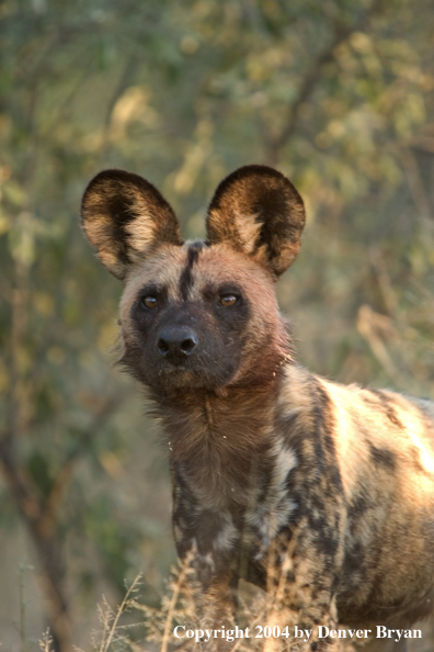 African Wild Dog in habitat.  (Portrait)