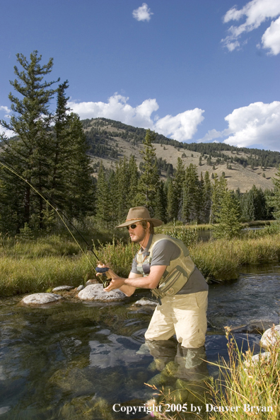 Flyfisherman with Trout on the line, Rocky Mountains