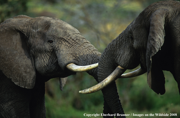 Bull Elephants in habitat