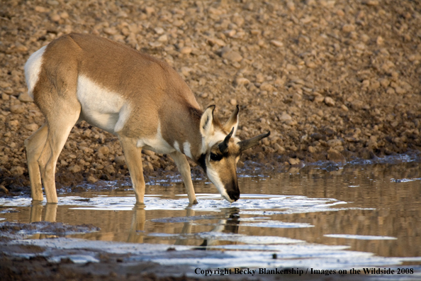 Pronghorn antelope