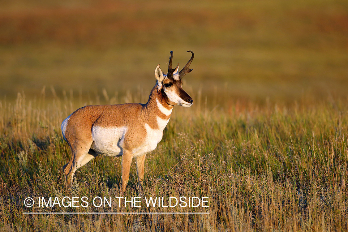 Pronghorn Antelope in habitat. 