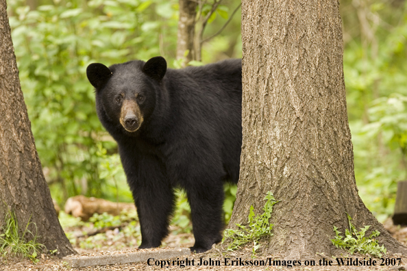 Black bear in habitat