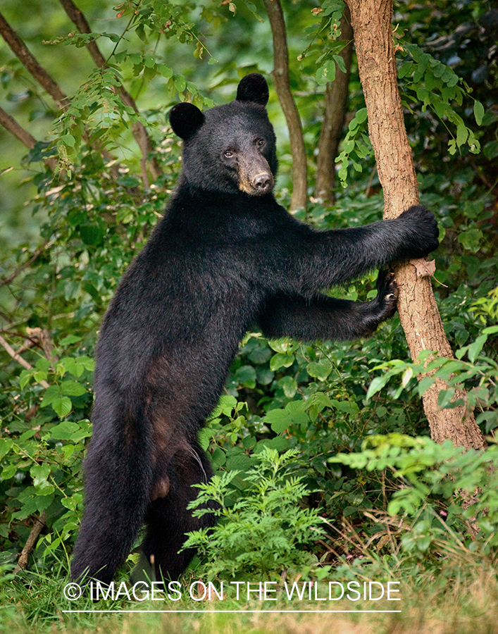 Black bear in habitat. 