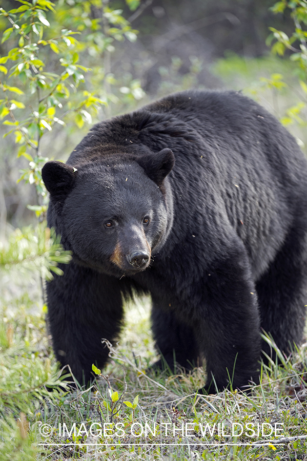 Black bear in habitat.