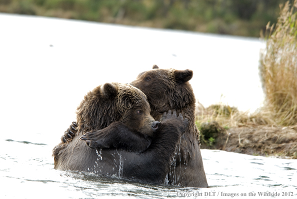 Brown bears playing in water. 