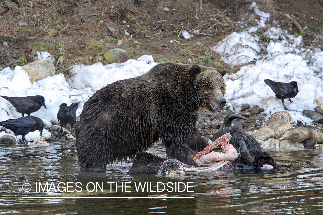 Grizzly Bear on bison carcass. 