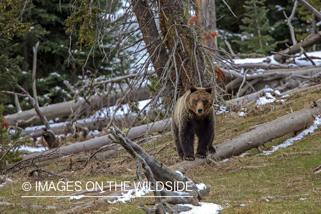 Grizzly in habitat.