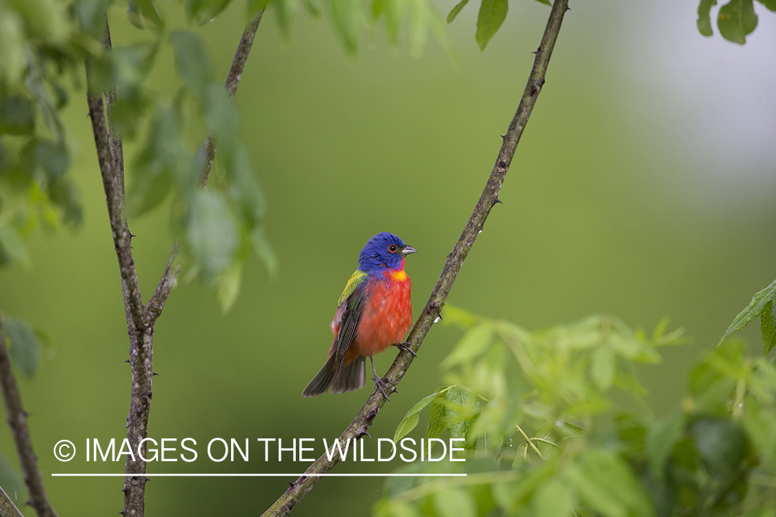 Painted Bunting in habitat.