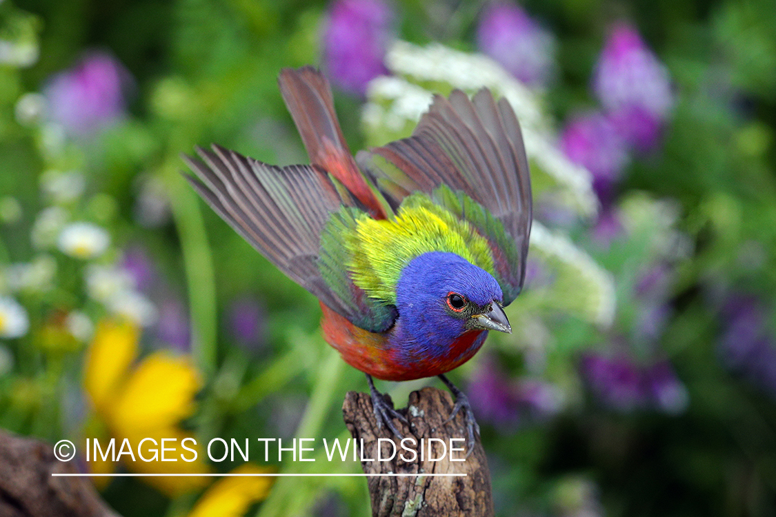 Painted Bunting in habitat.