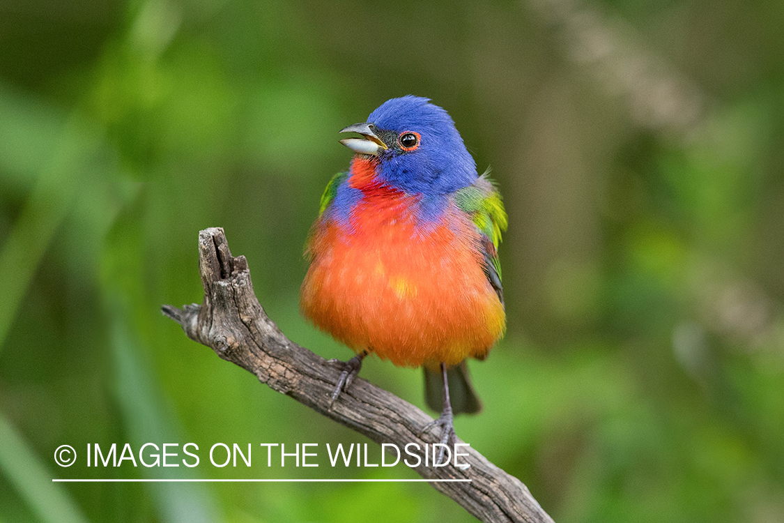 Painted Bunting on branch.