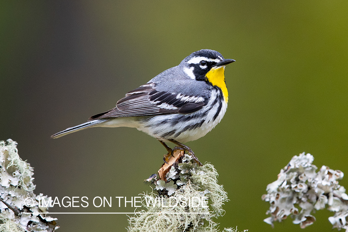 Yellow throated warbler on branch.