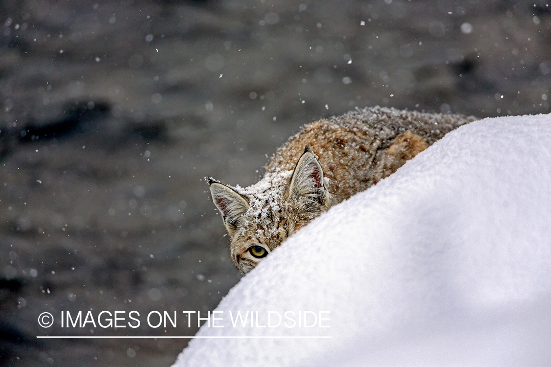 Bobcat in habitat.