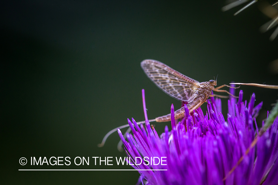 Mayfly on Purple flower.