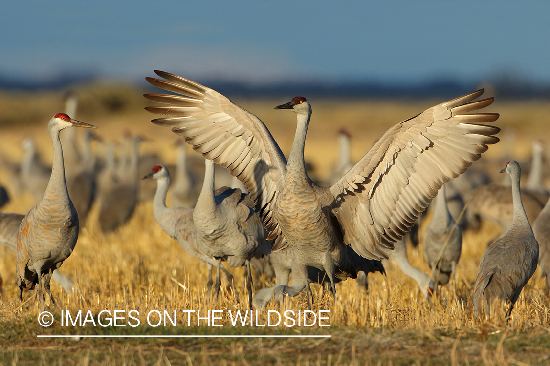 Sandhill Crane Courtship Display